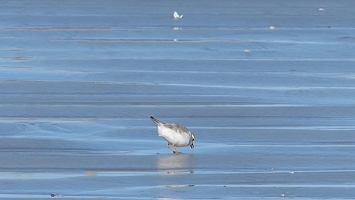 Video: Piping Plover